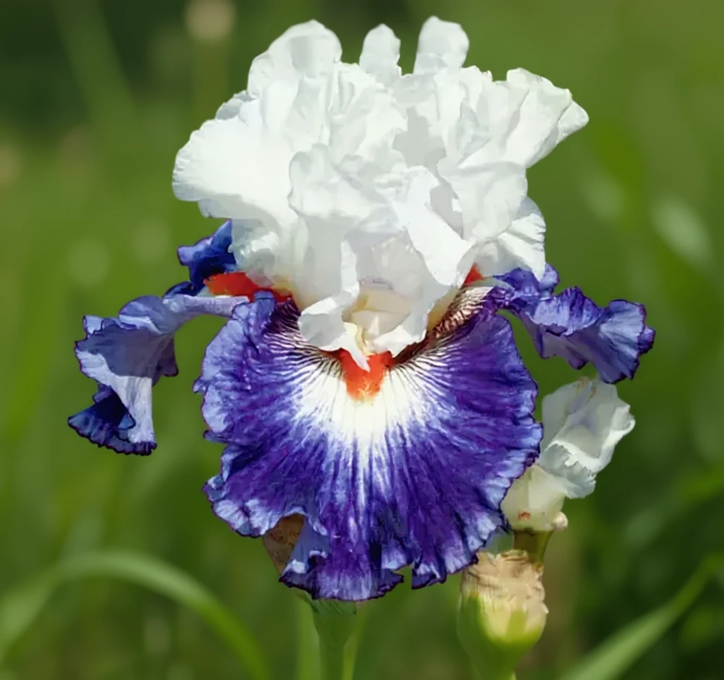 Ірис Джипсі Лорд / Iris Gypsy Lord