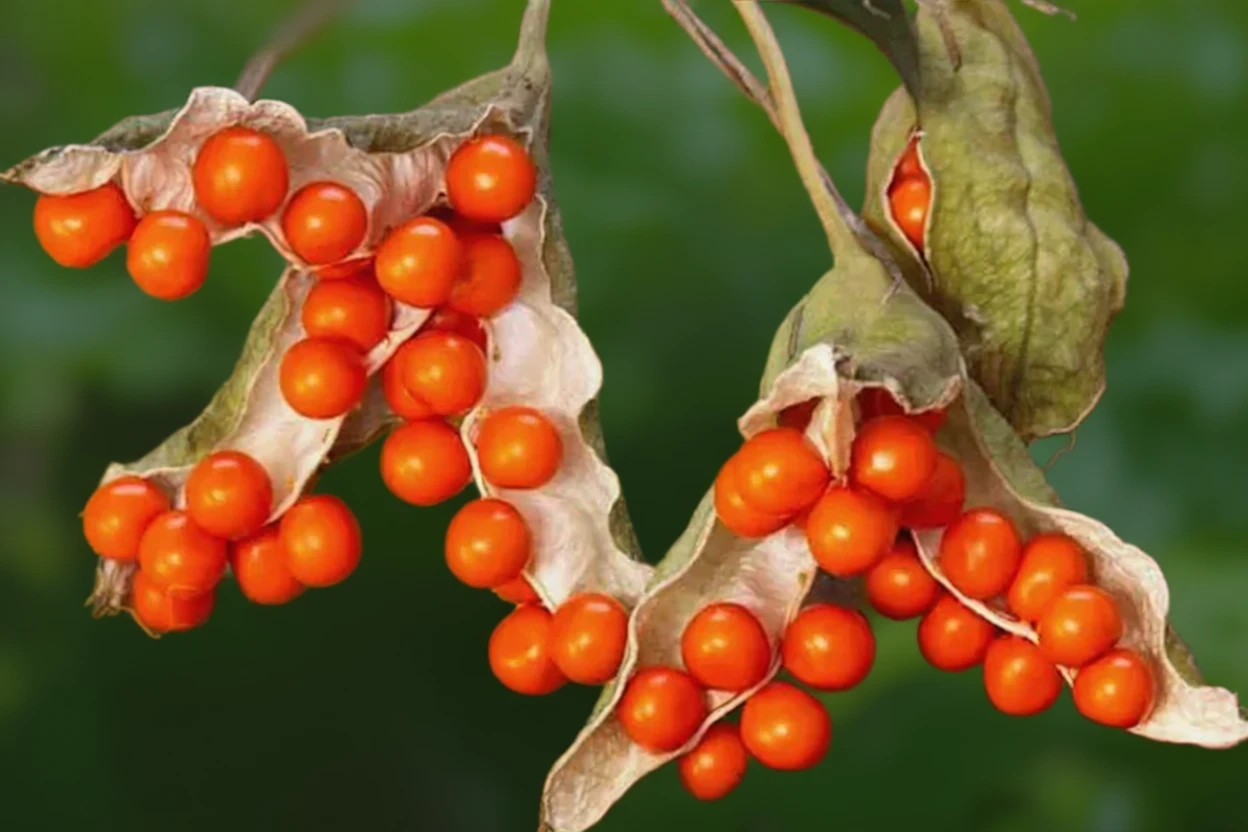 Ірис фетідіссіма Варієгата