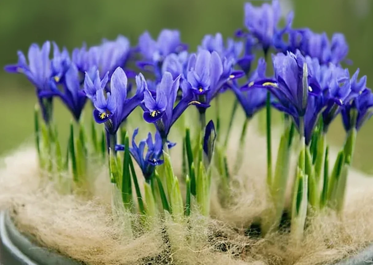 Гармонія ірис / Iris harmony