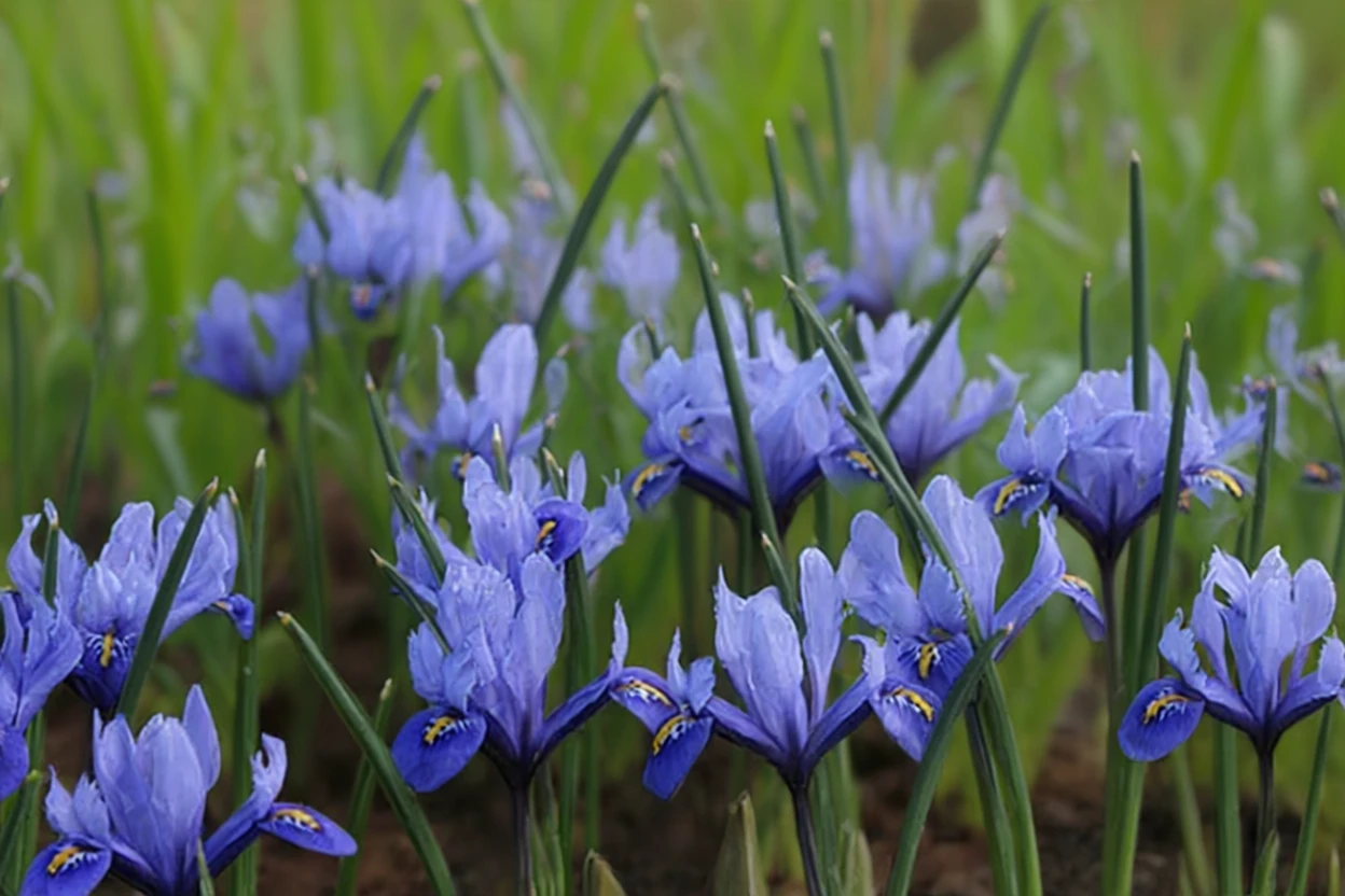 Ірис Гармонія