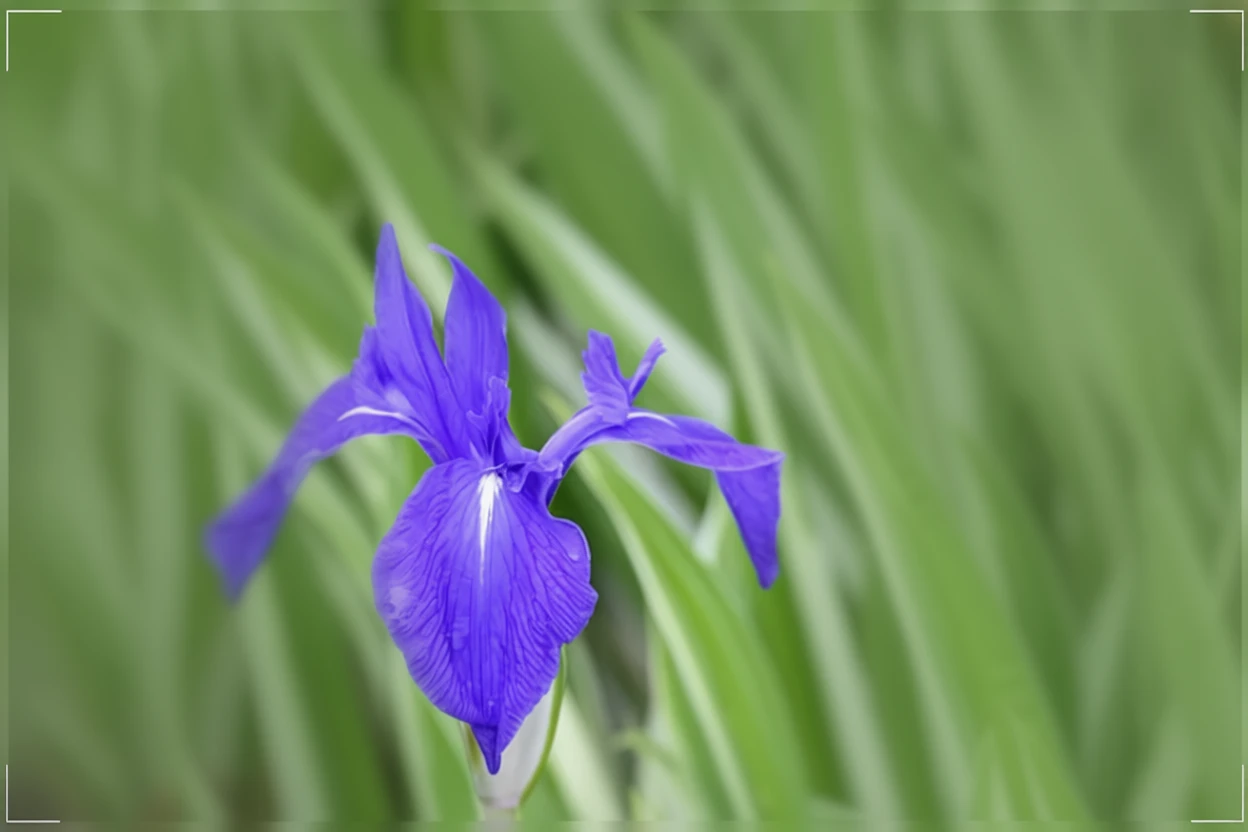 Ірис гладкий Варіегата / Iris laevigata Variegata