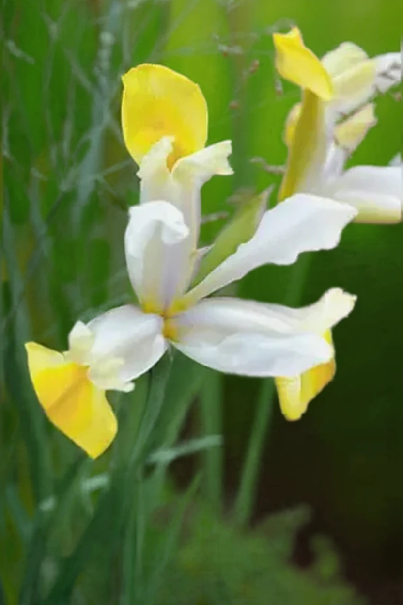 Ірис голландський Аполло