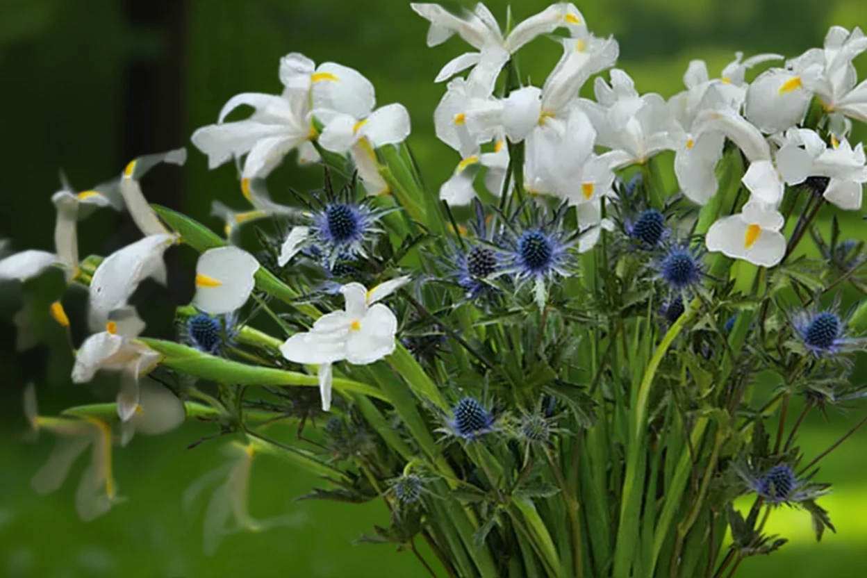 Ірис голландський Касабланка