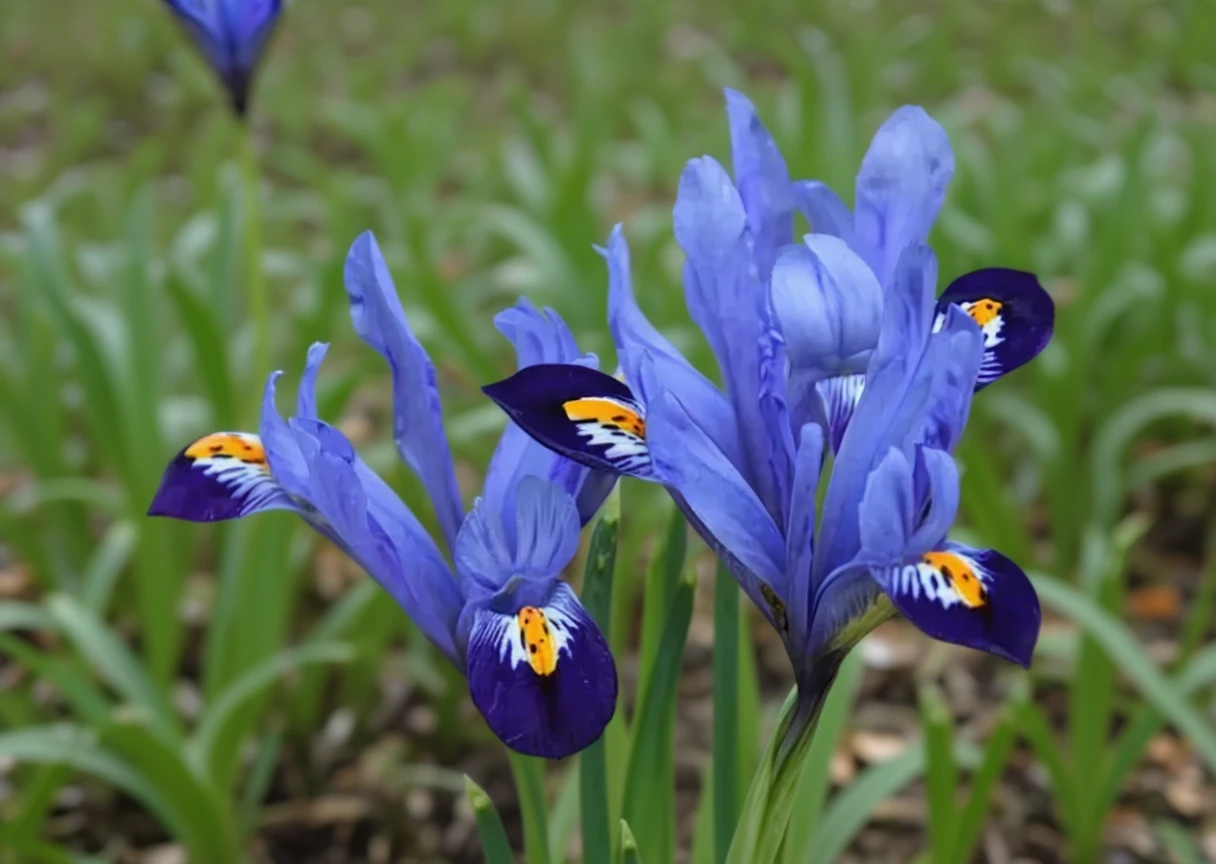 Ірис Гордон