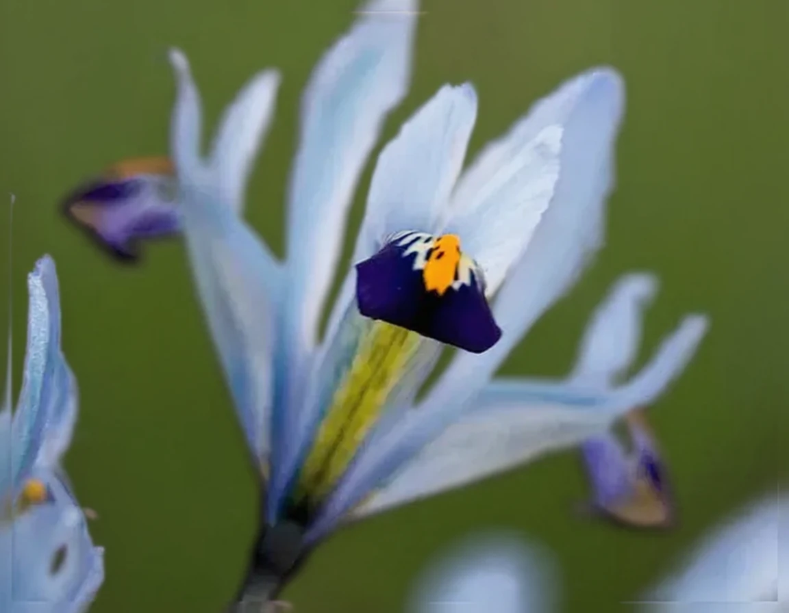 Ірис Кантаб / Iris Cantab