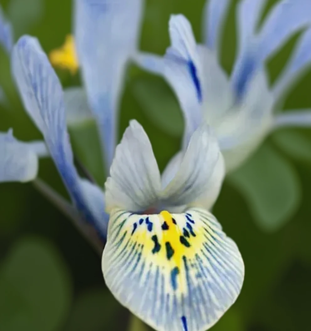 Ірис Катарін Ходжкін / Iris Katharine Hodgkin