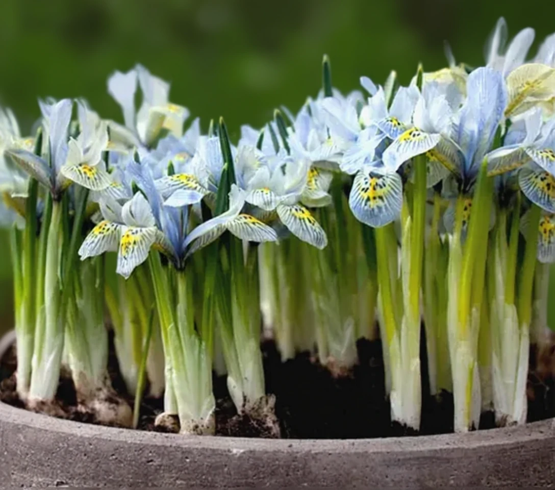 Ірис Катарін Ходжкін