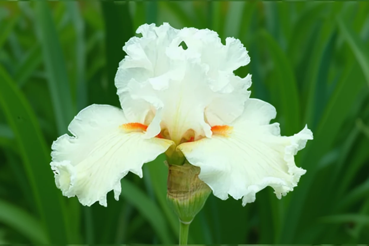 Ірис Кетч Е Стар