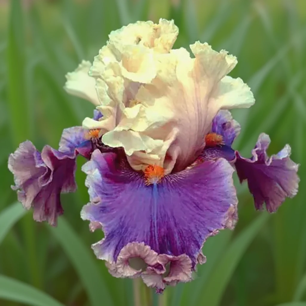 Ірис Холд Май Хенд