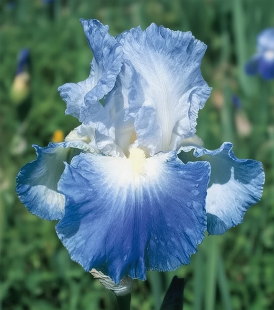 Ірис Кларенс / Iris Clarence