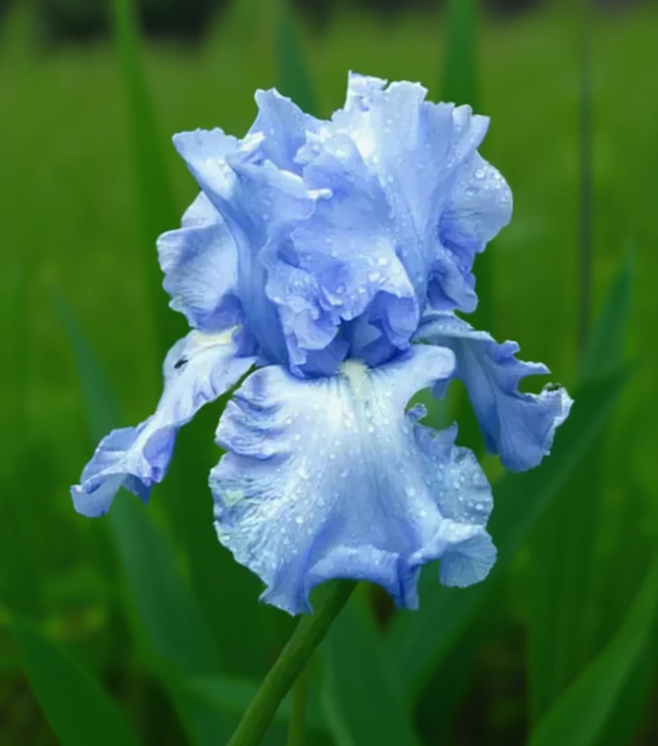 Ірис Клауд Балет / Iris Cloud Ballet