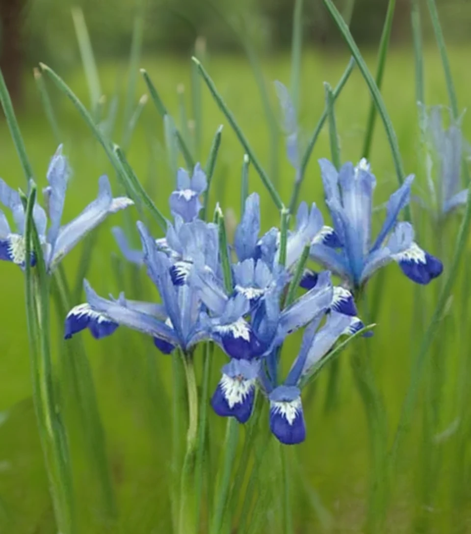 Ірис Клеретт / Iris Clairette