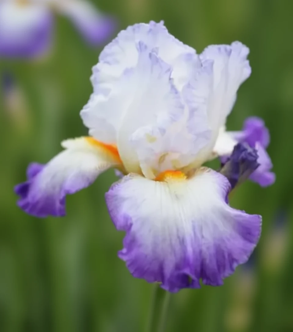 Ірис Конжурейшн