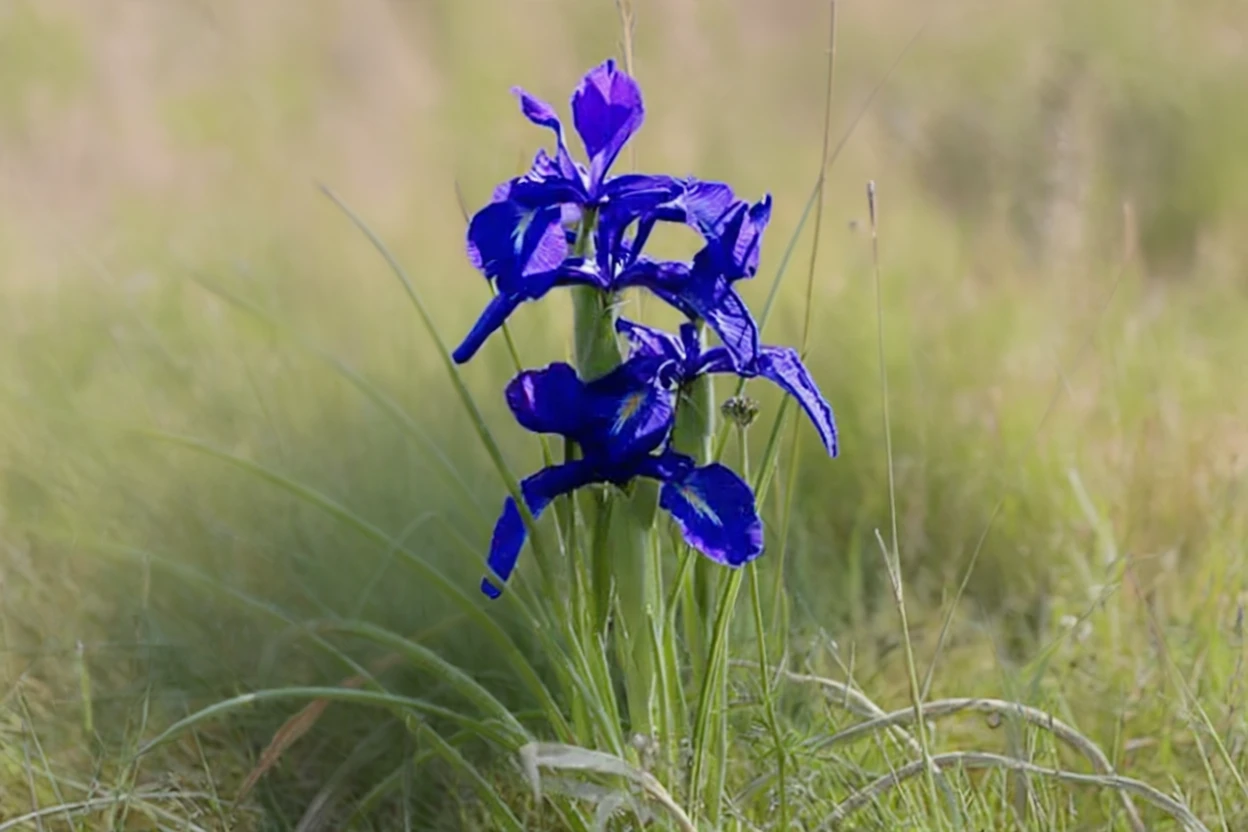 Ірис латифолія