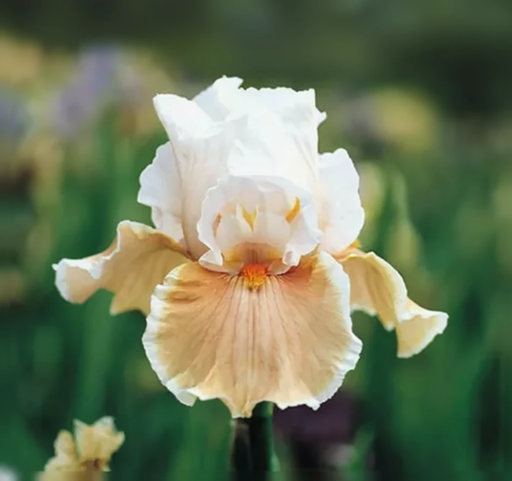 Ірис Магхарі