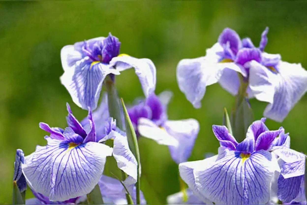 Ірис мечоподібний Керол Джонсон / Iris ensata Carol Johnson