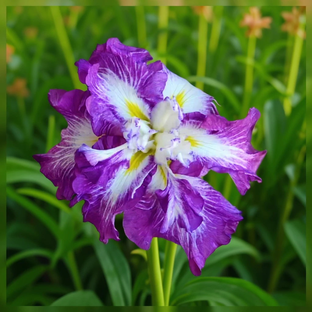 Ірис мечоподібний Лайон Кінг / Iris ensata Lion King