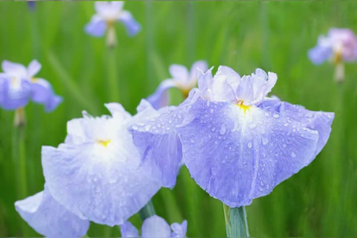 Ірис мечоподібний Плезант Ерліберд / Iris ensata Pleasant Earlybird