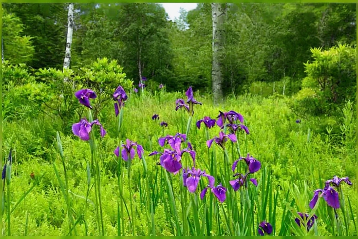 Ірис мечоподібний Спонтанеа