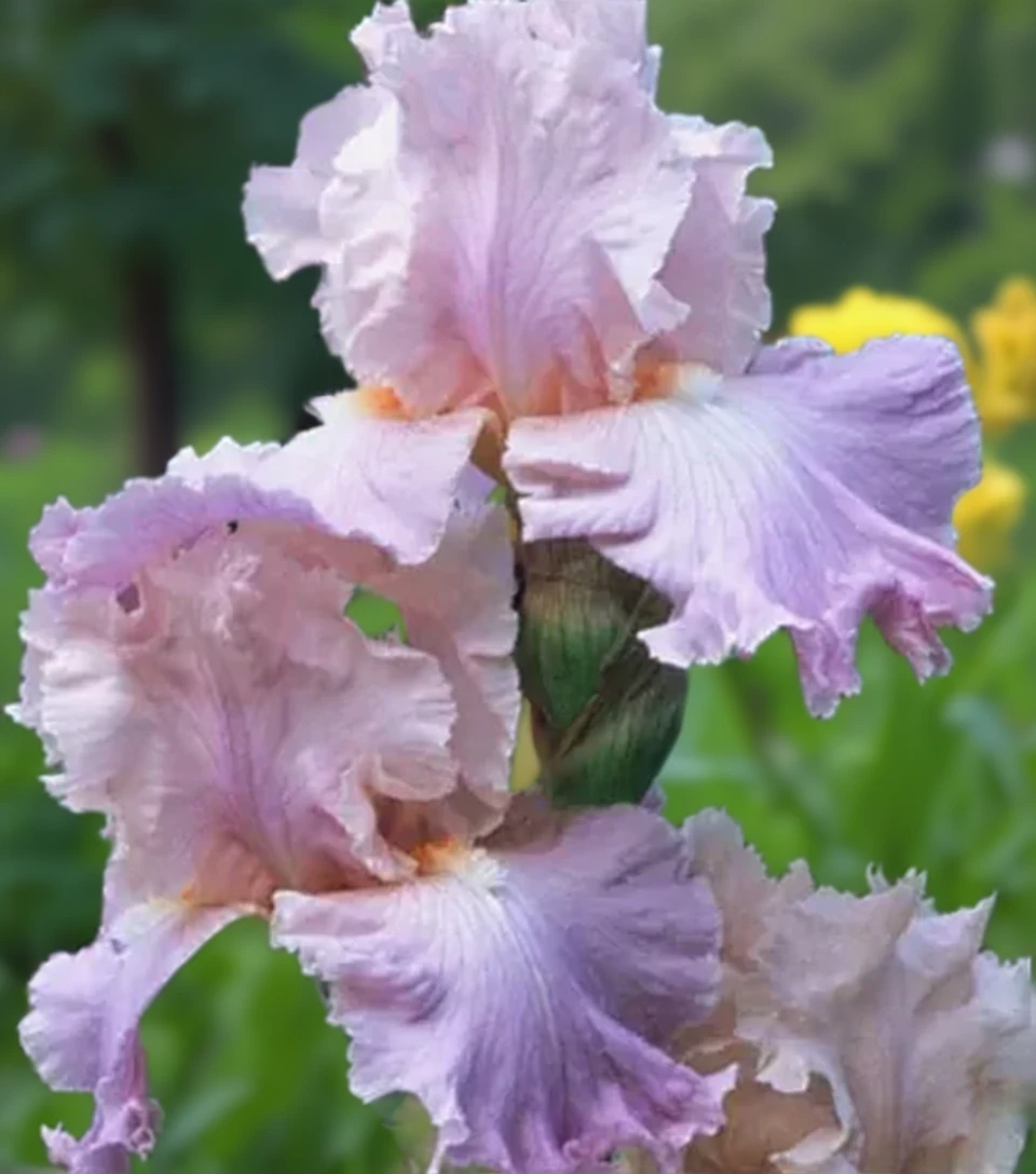 Ірис Поем оф Екстасі