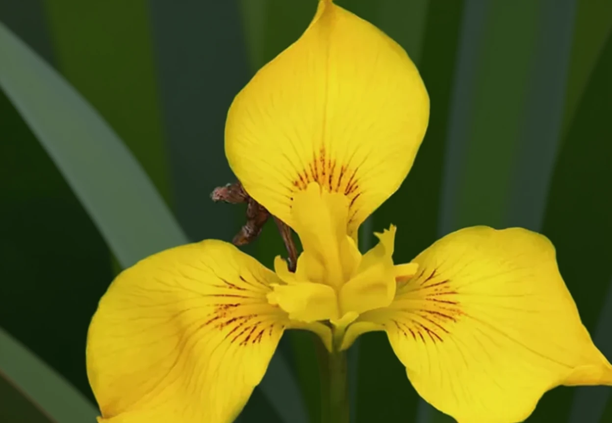 Ірис псевдакорус / Iris pseudacorus