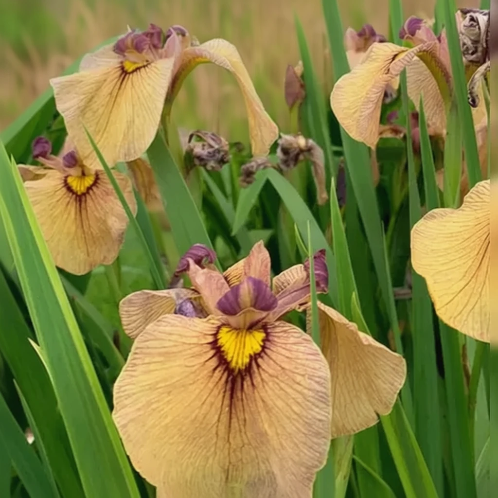 Ірис псевдата Ярай