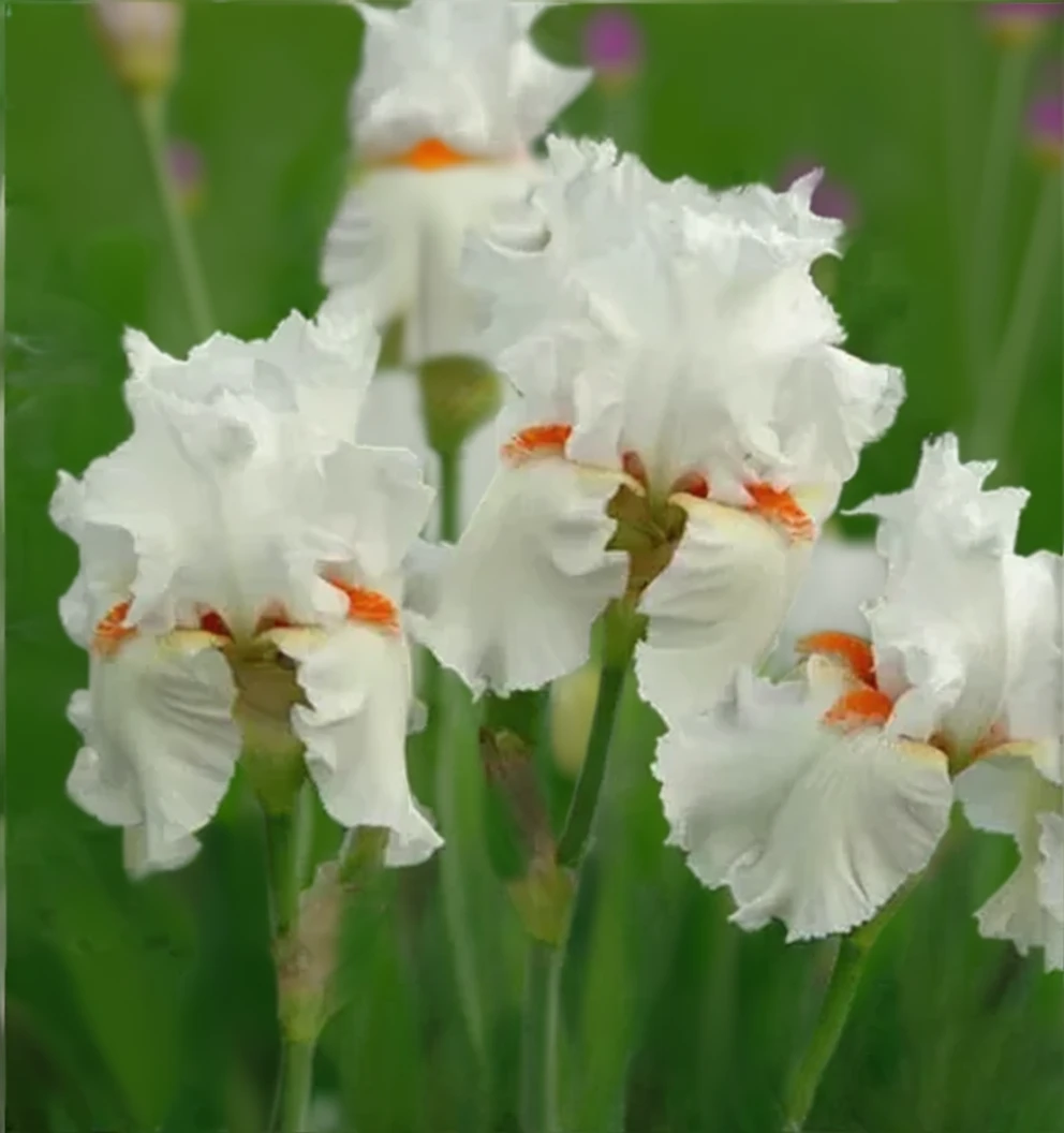 Ірис Селестіал Флейм / Iris Celestial Flame