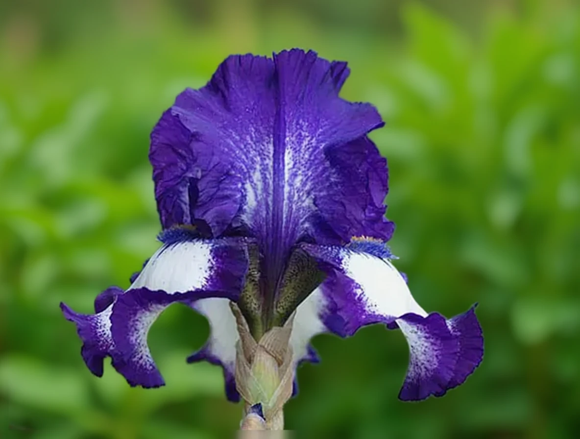 Ірис Сі Джей