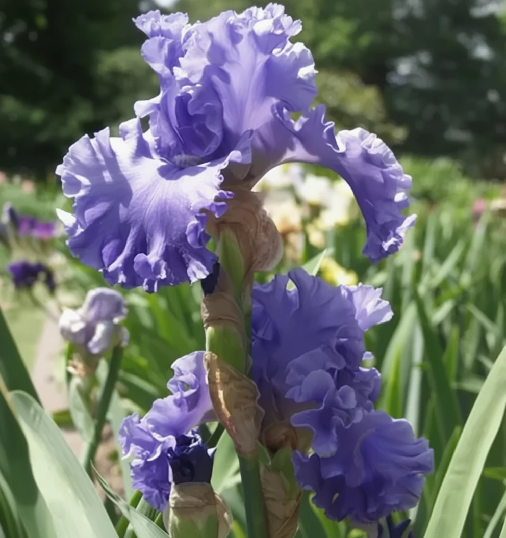 Sea Power iris / Ірис сі павер