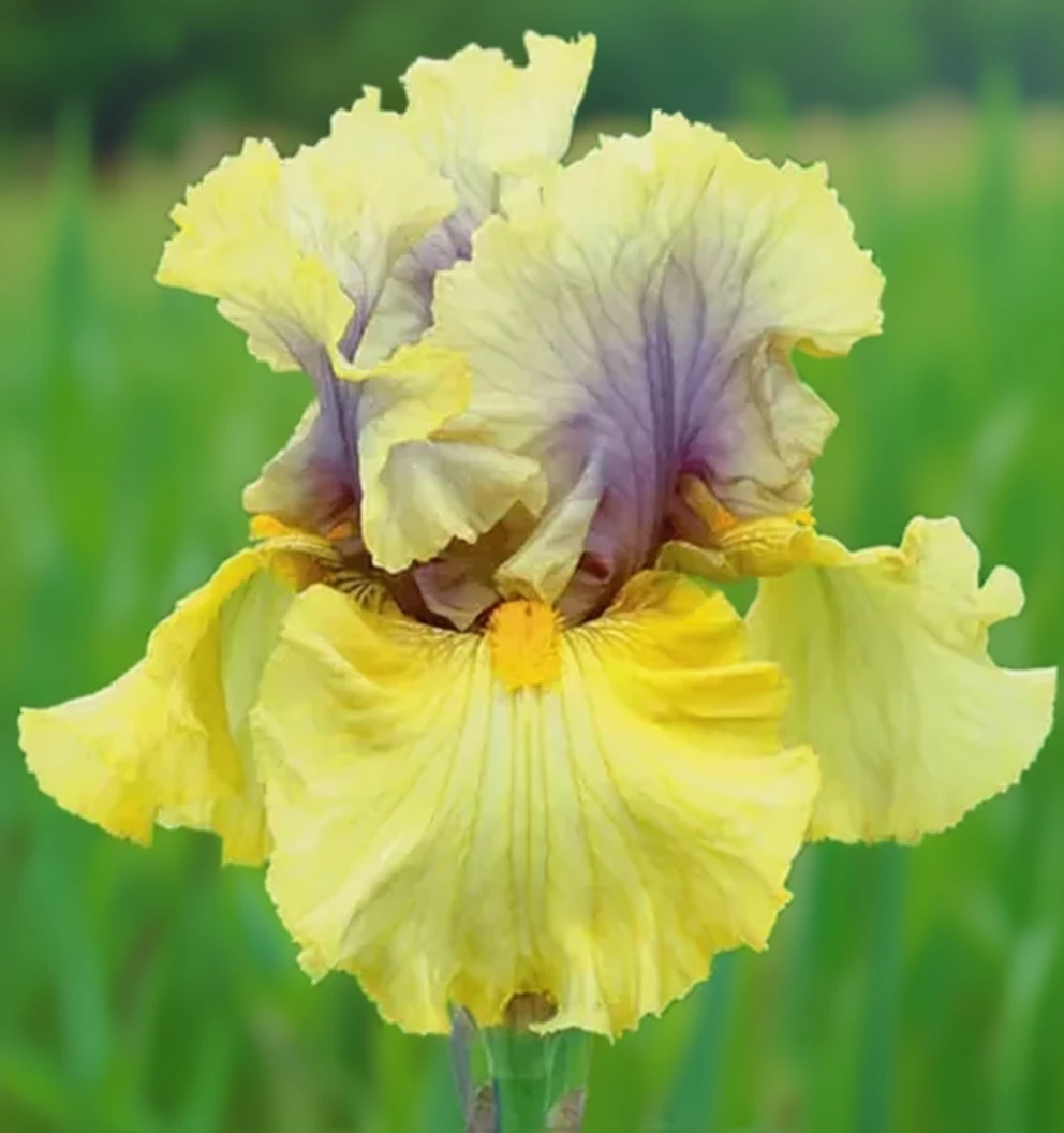 Secret Rites iris / Ірис сікрет райтс