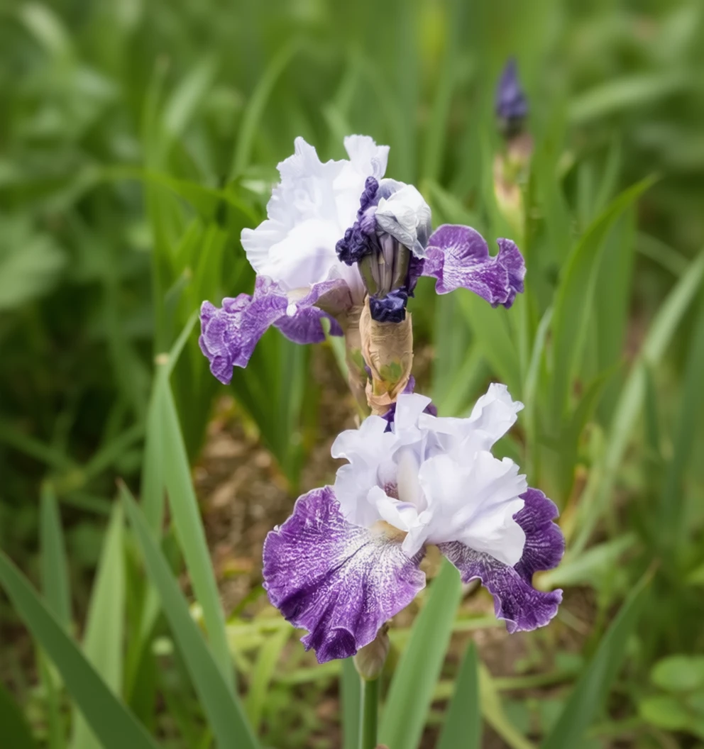 Ірис Сплашаката