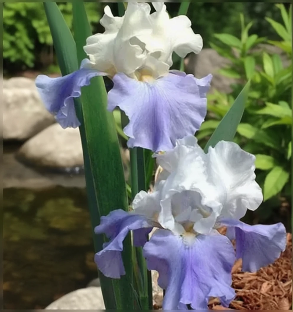 Ірис Стейрвей ту Хевен