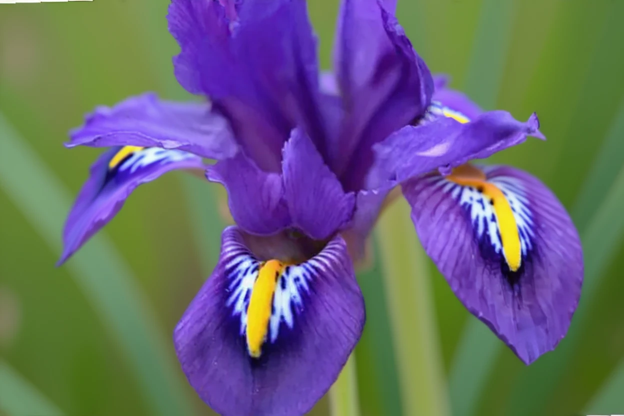 Scent Sational iris / Ірис сцент сейшнл