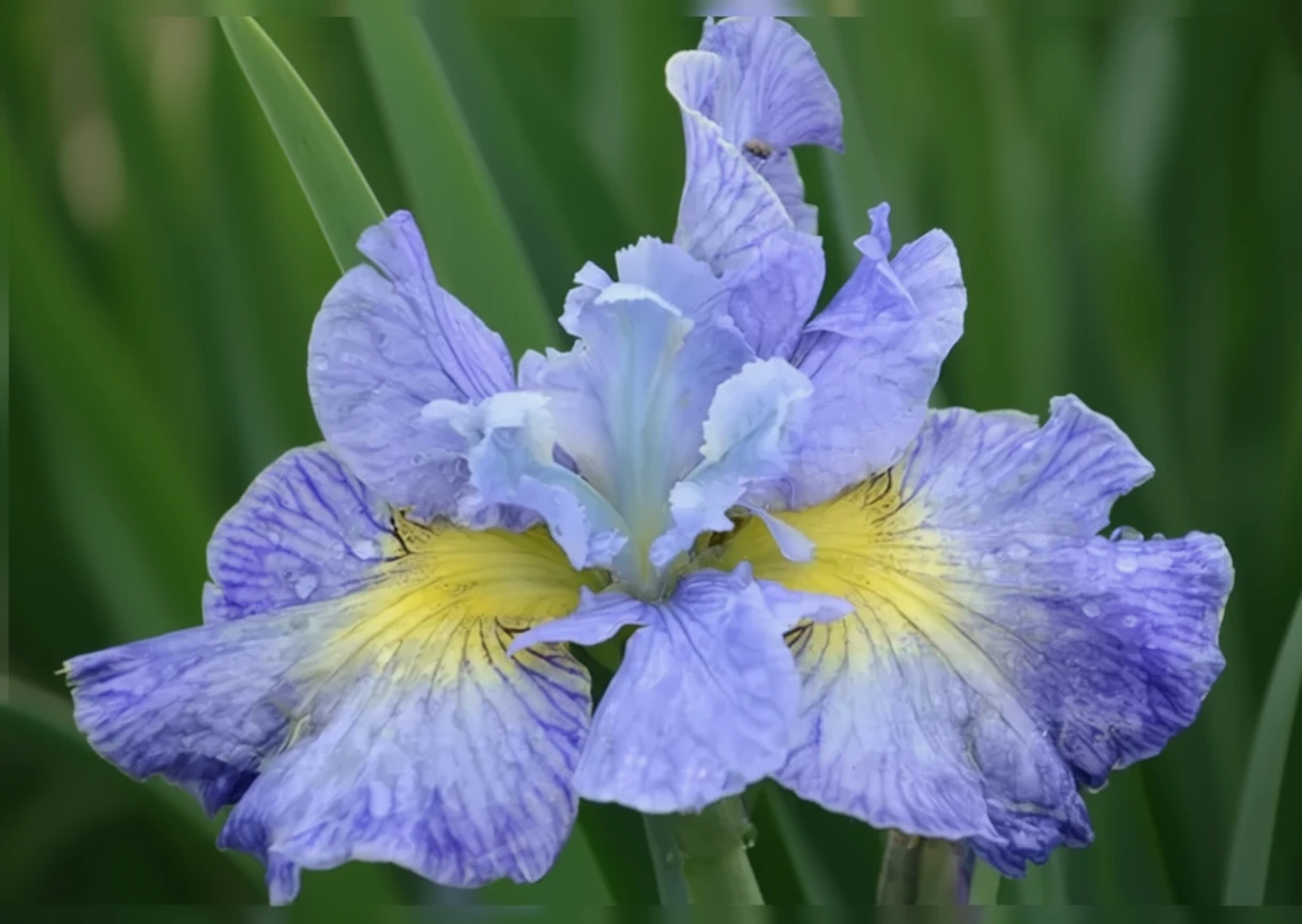 Ірис сибірський Кейп Код Бойз / Iris sibirica Cape Cod Boys