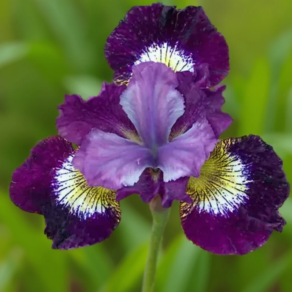 Ірис сибірський Контраст ін Стайлз / Iris sibirica Contrast in Styles