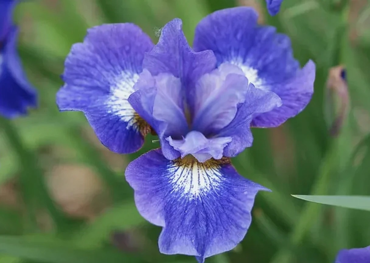 Ірис сибірський Коронейшн Антем / Iris sibirica Coronation Anthem