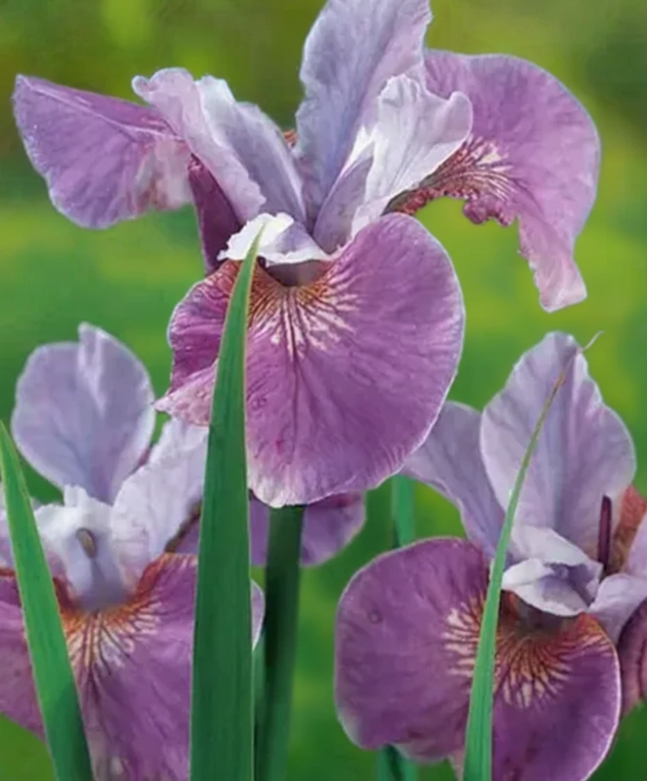 Ірис сибірський Лавендер Баунті / Iris sibirica Lavender Bounty