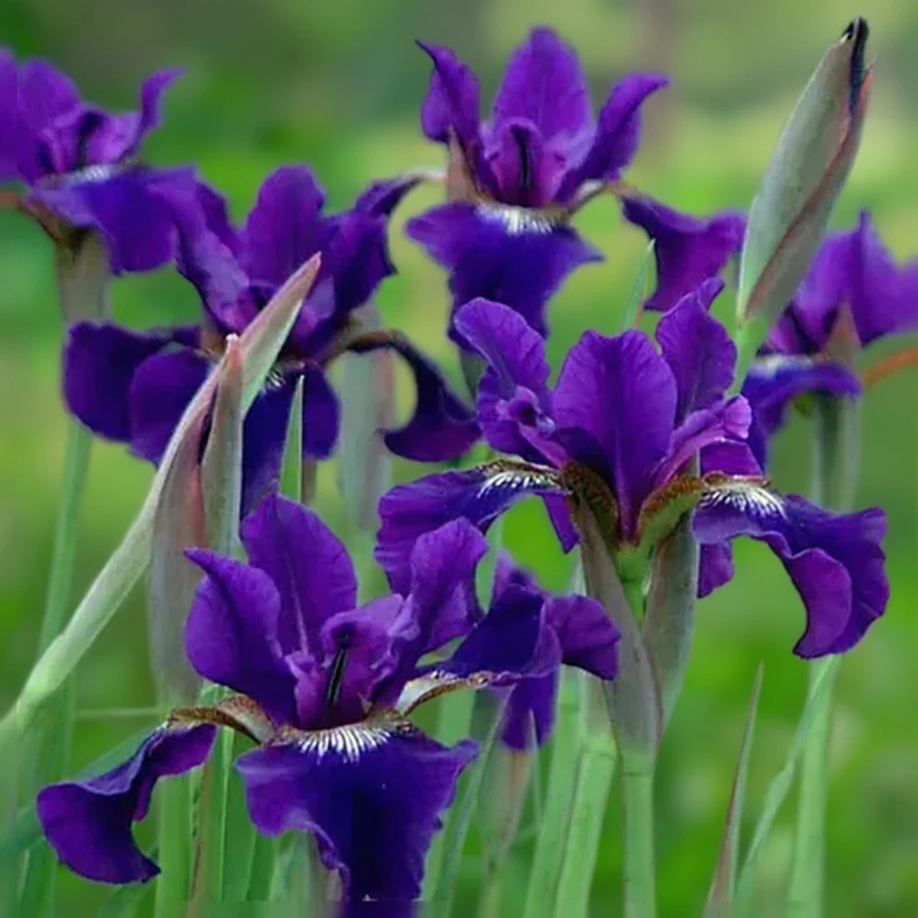 Ірис сибірський Раффлд Велвет / Iris sibirica Ruffled Velvet