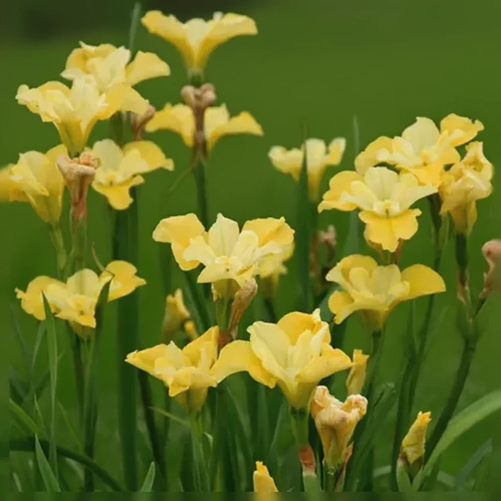 Ірис сибірський Санфішер