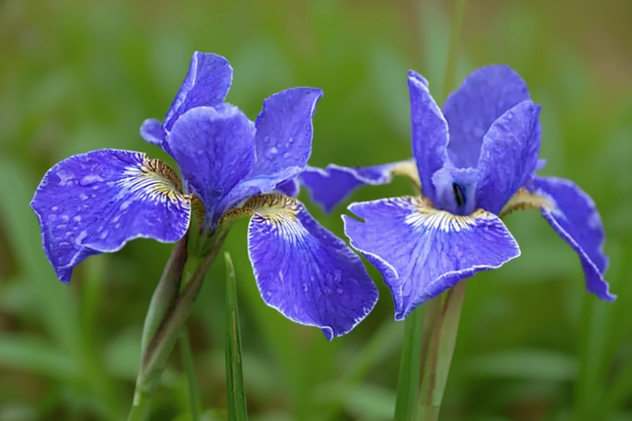 Ірис сибірський Сілвер Едж / Iris sibirica Silver Edge
