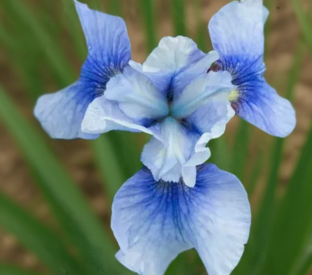 Ірис сибірський Скай Міррор / Iris sibirica Sky Mirror