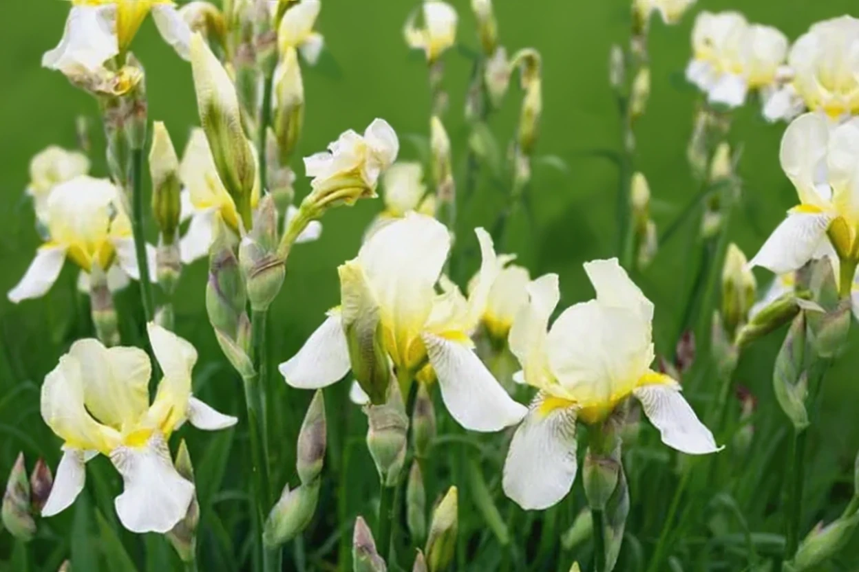 Ірис сибірський Сноу Квін