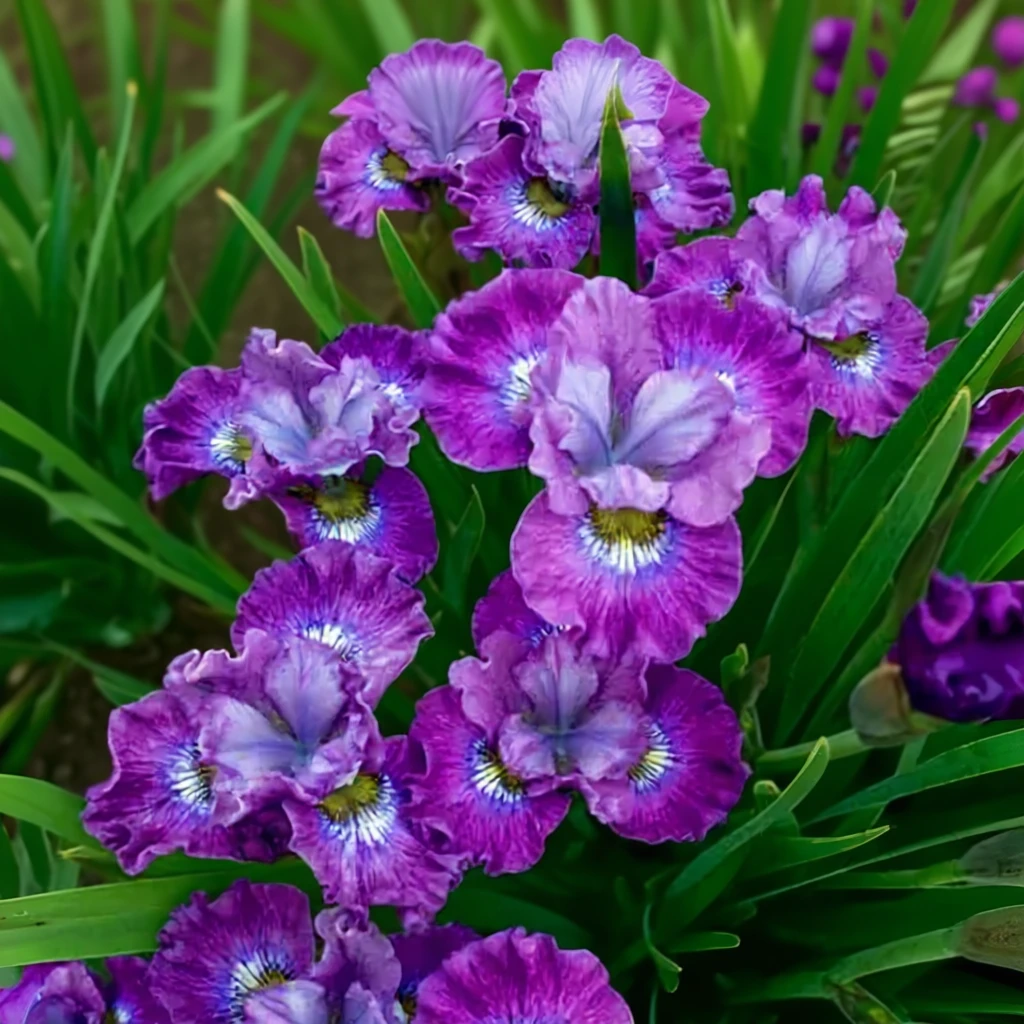 Ірис сибірський Строуберрі Фер