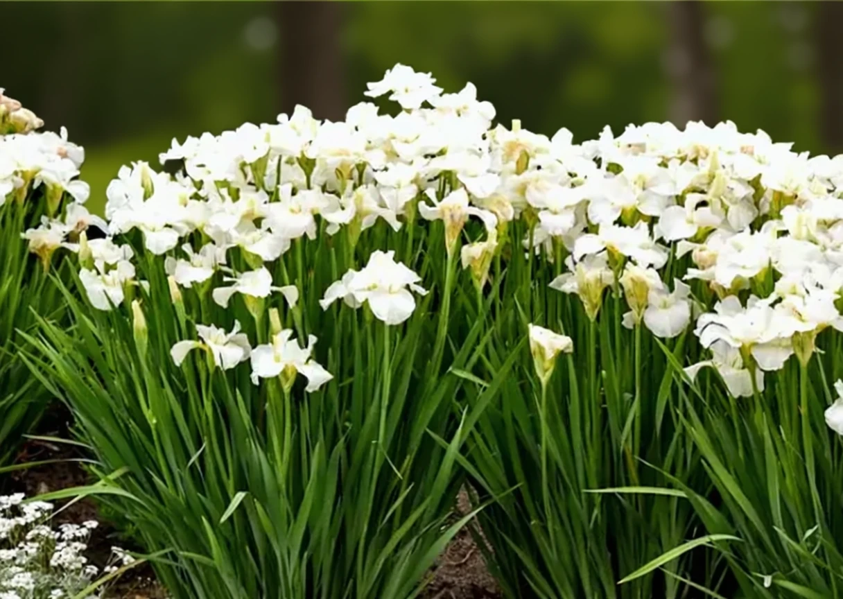 Ірис сибірський Свонс ін Флайт