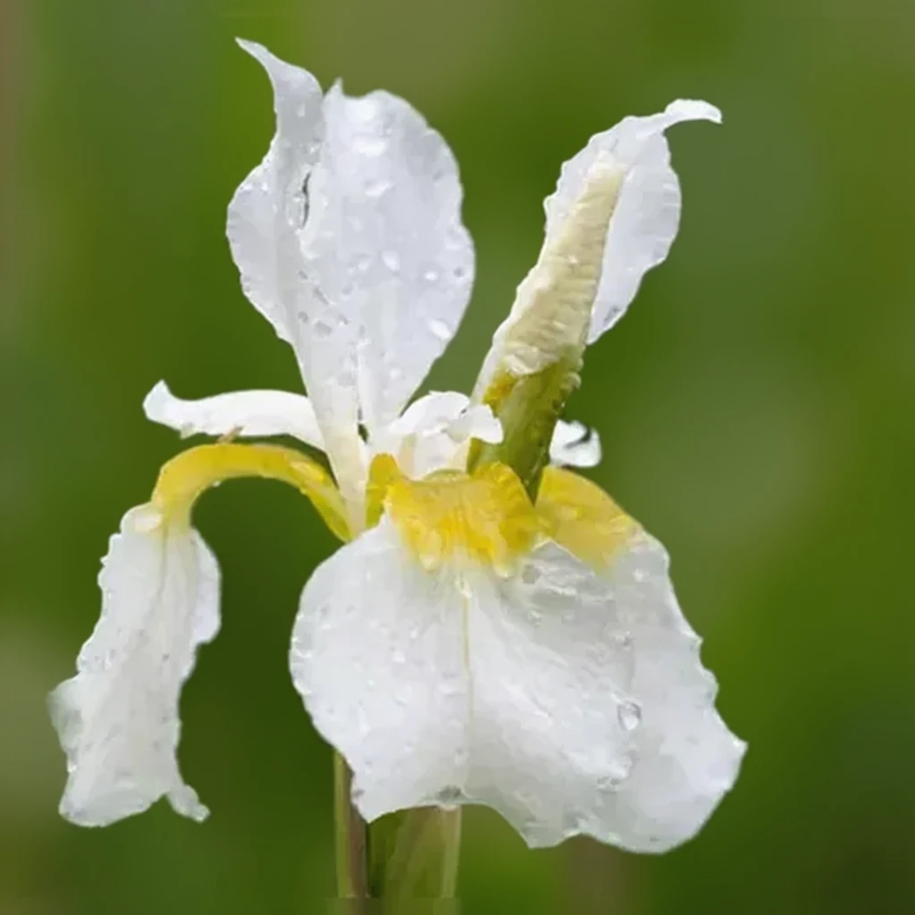 Ірис сибірський Вайт Свірл / Iris sibirica White Swirl