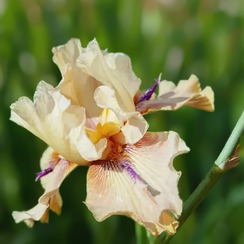 Ірис Торнберд