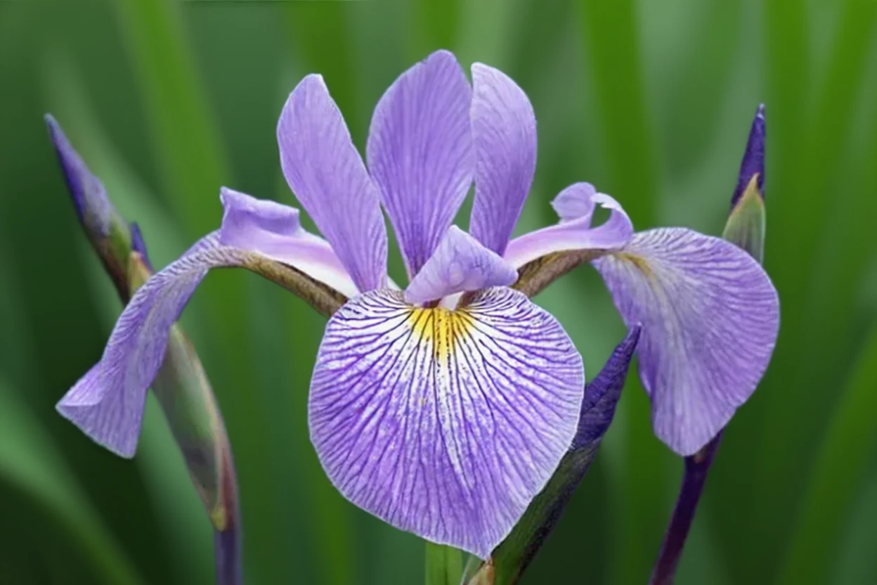 Ірис вірджинський / Iris virginica var. shrevei