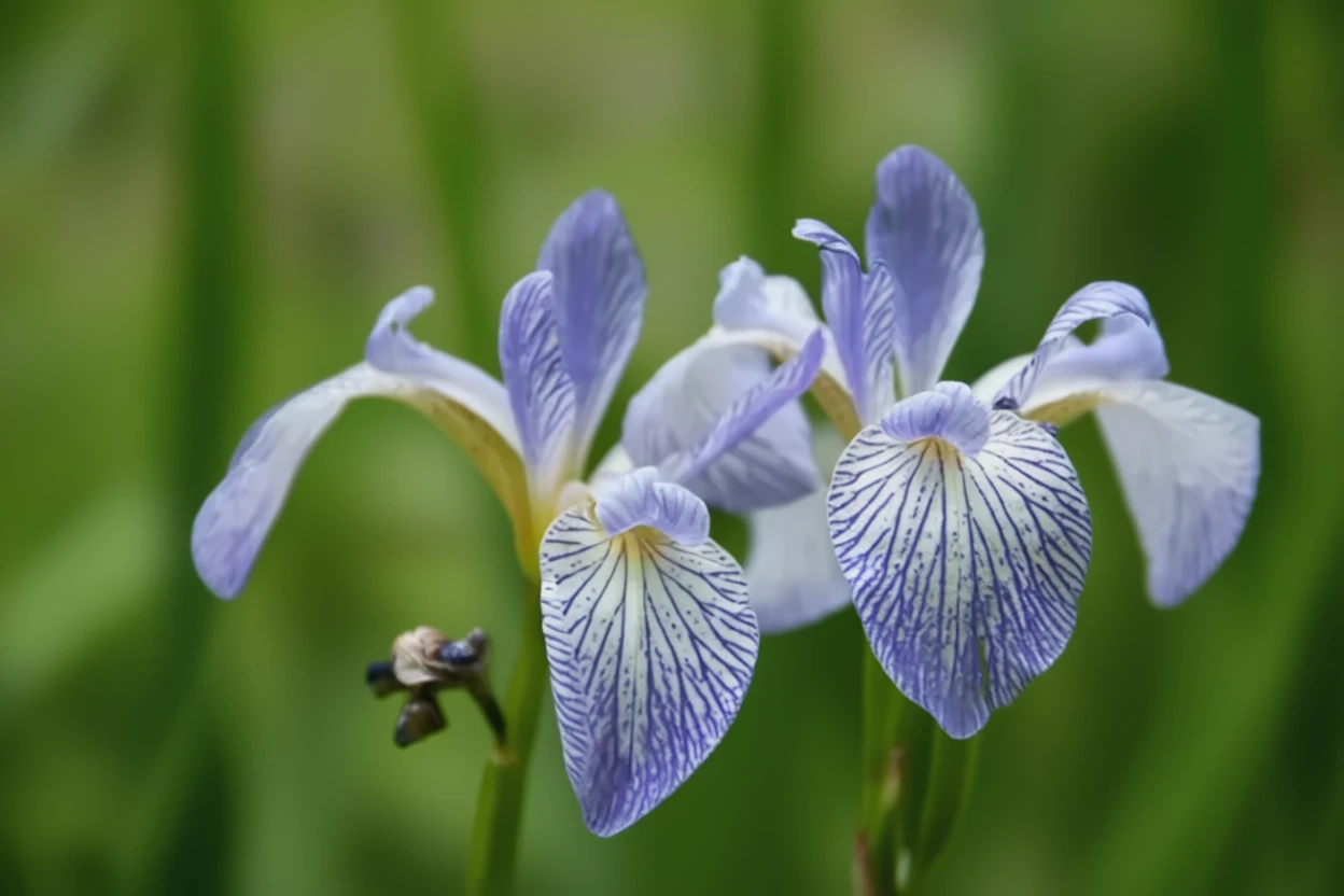Ірис Вуданіт / Iris versicolor Whodunit
