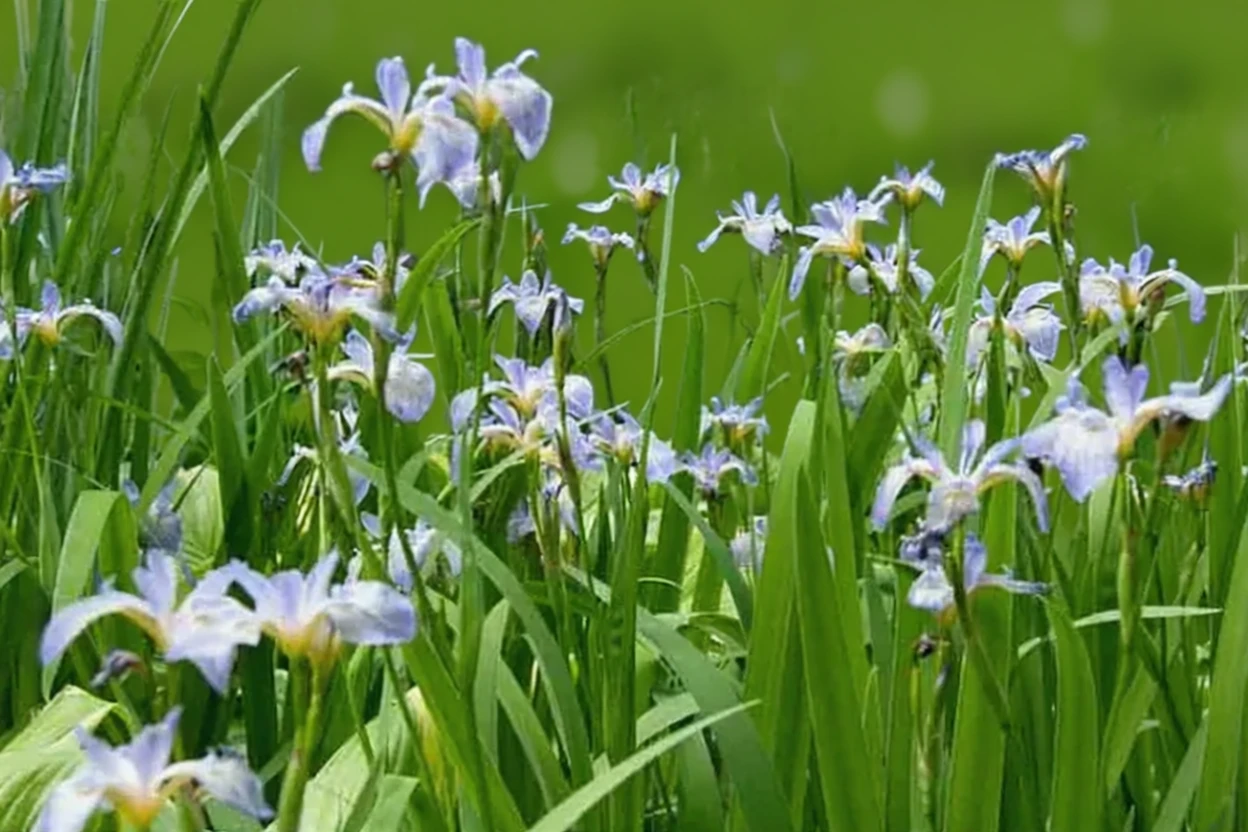 Ірис Вуданіт