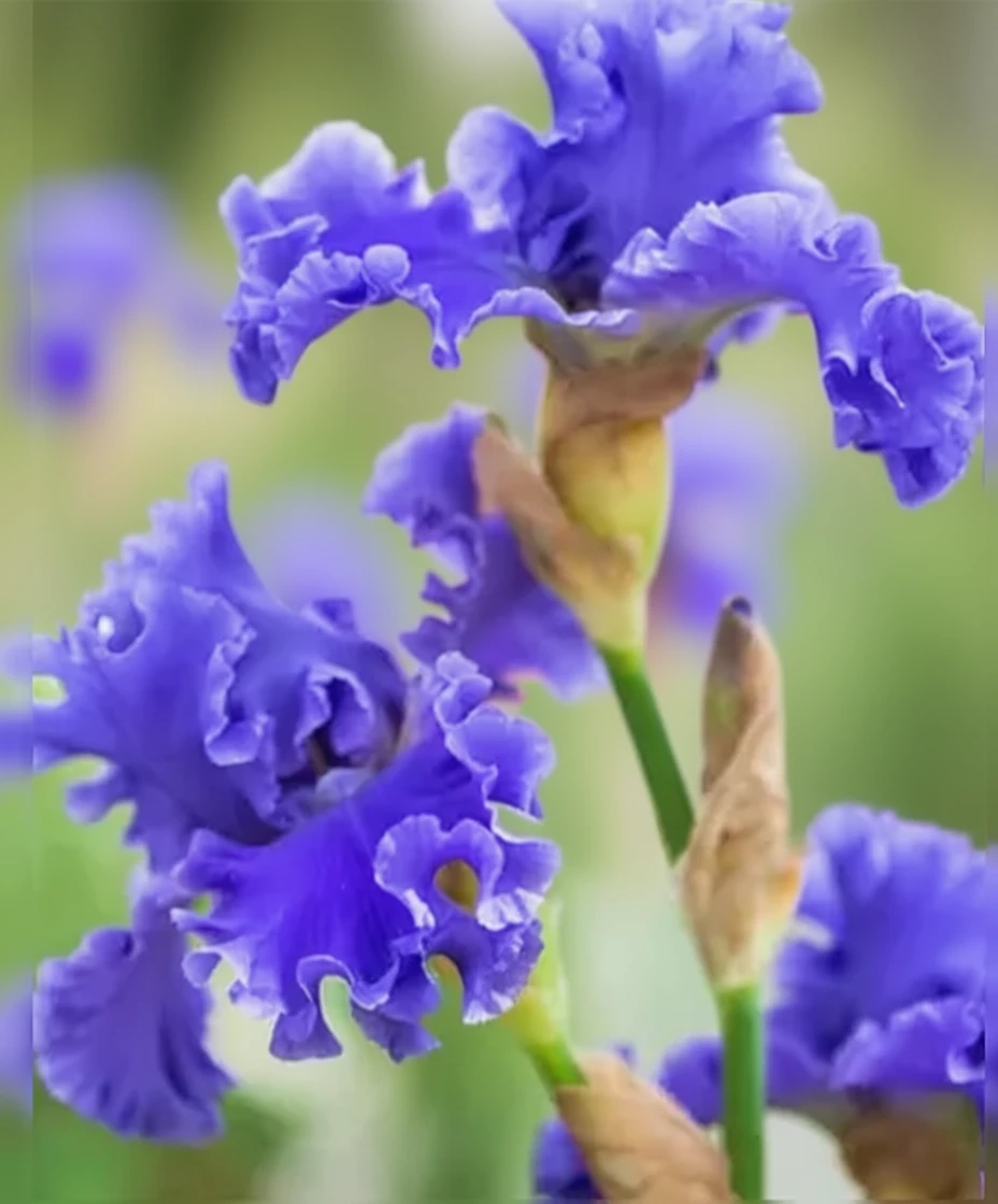 Ірис Яквіна Блю / Iris Yaquina Blue